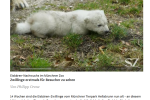 Tierpark Hellabrunn - Eisbären-Zwillinge